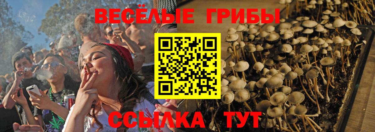 как найти закладки  Вход с VPN  Истра  Галлюциногенные грибы Cubensis 